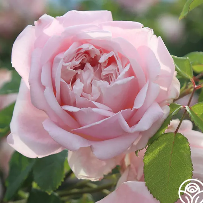 Fragrant Masterpiece™>Heirloom Roses Online
