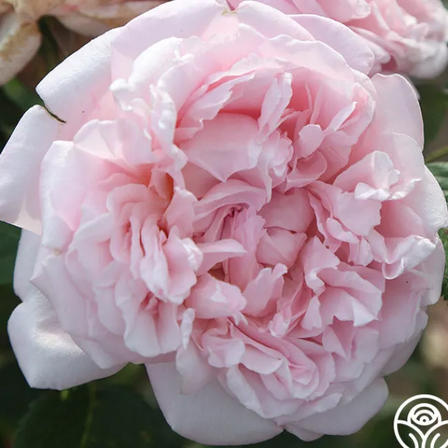 Fragrant Masterpiece™>Heirloom Roses Online