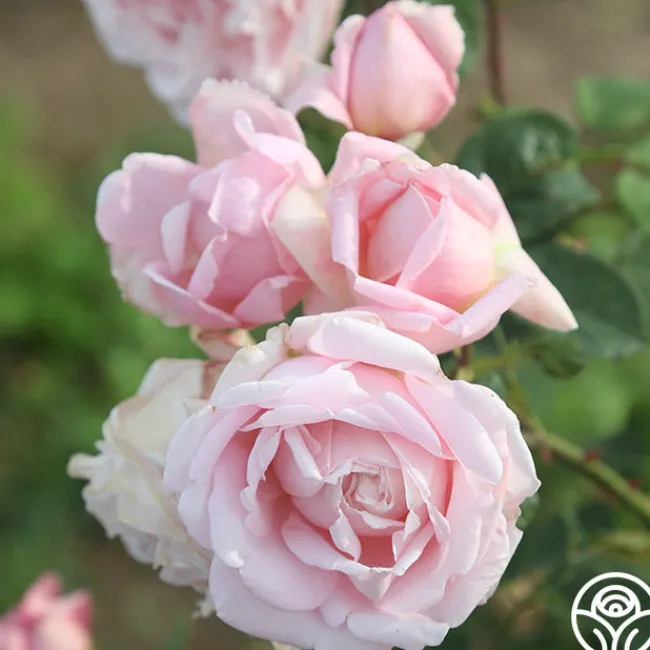 Fragrant Masterpiece™>Heirloom Roses Online
