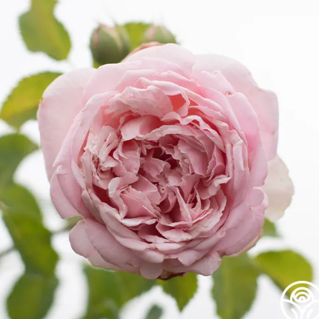 Fragrant Masterpiece™>Heirloom Roses Online
