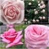Fragrant Pink Climber Collection II>Heirloom Roses Discount