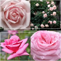 Fragrant Pink Climber Collection II>Heirloom Roses Discount