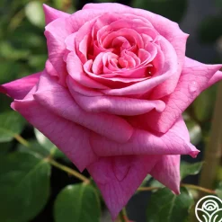 Fragrant Pink Climber Collection II>Heirloom Roses Discount