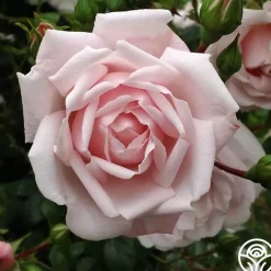 Fragrant Pink Climber Collection II><noscript><img width=