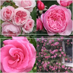 Fragrant Pink Climber Collection>Heirloom Roses Online