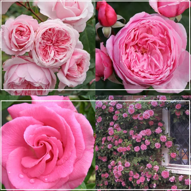 Fragrant Pink Climber Collection>Heirloom Roses Online