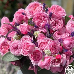Fragrant Pink Climber Collection>Heirloom Roses Online