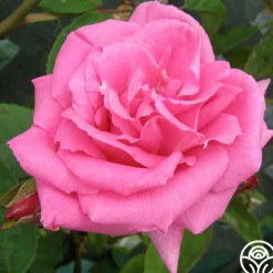 Fragrant Pink Climber Collection><noscript><img width=