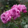 Fragrant Plum>Heirloom Roses Online