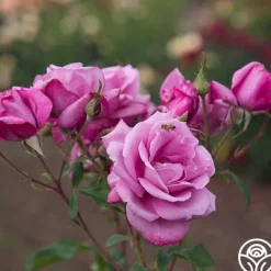 Fragrant Plum><noscript><img width=