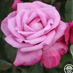 Fragrant Plum><noscript><img width=