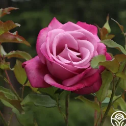 Fragrant Plum><noscript><img width=