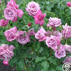 Fragrant Plum><noscript><img width=
