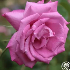 Fragrant Plum><noscript><img width=