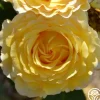 France Info®>Heirloom Roses Best