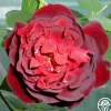 Francis Dubreuil>Heirloom Roses Outlet