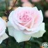 Francis Meilland®>Heirloom Roses New