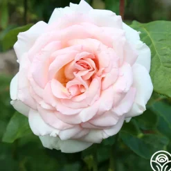 Francis Meilland®><noscript><img width=
