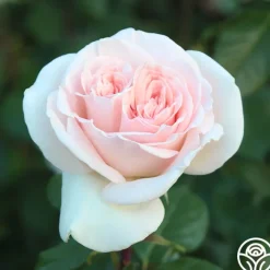 Francis Meilland®><noscript><img width=