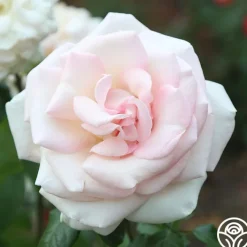 Francis Meilland®><noscript><img width=
