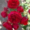 Francois Rabelais>Heirloom Roses Best