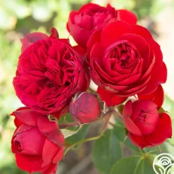 Francois Rabelais><noscript><img width=