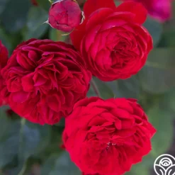 Francois Rabelais><noscript><img width=
