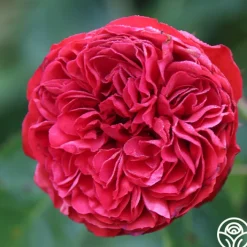 Francois Rabelais><noscript><img width=