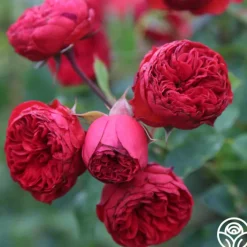Francois Rabelais><noscript><img width=