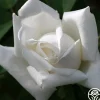 Frau Karl Druschki>Heirloom Roses New