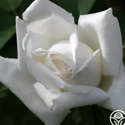 Frau Karl Druschki>Heirloom Roses New