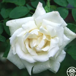 Frau Karl Druschki>Heirloom Roses New