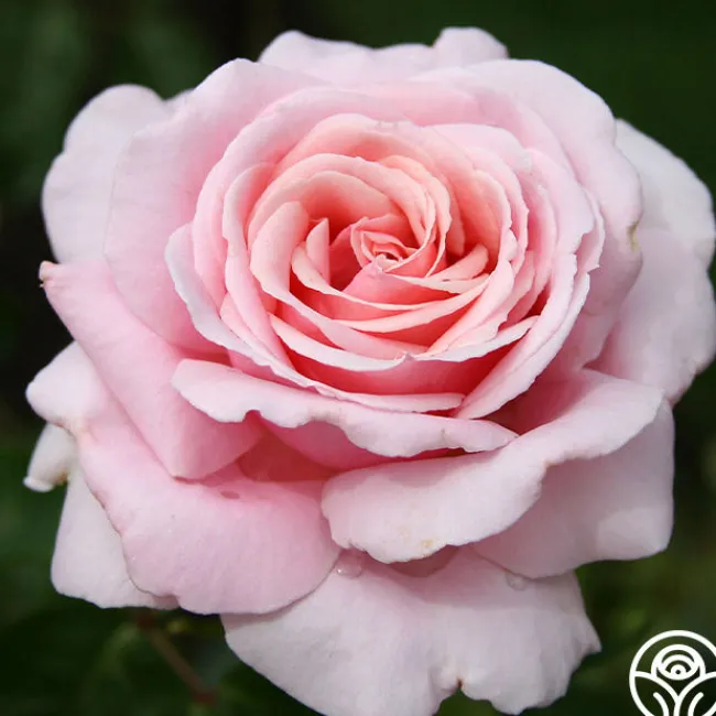 Frédéric Mistral®>Heirloom Roses Clearance