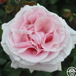 Frédéric Mistral®>Heirloom Roses Clearance