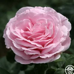 Frédéric Mistral®><noscript><img width=