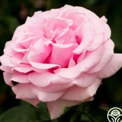 Frédéric Mistral®><noscript><img width=