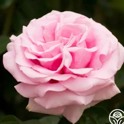 Frédéric Mistral®><noscript><img width=
