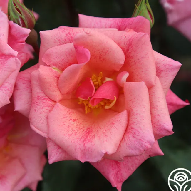 Freckles>Heirloom Roses Hot
