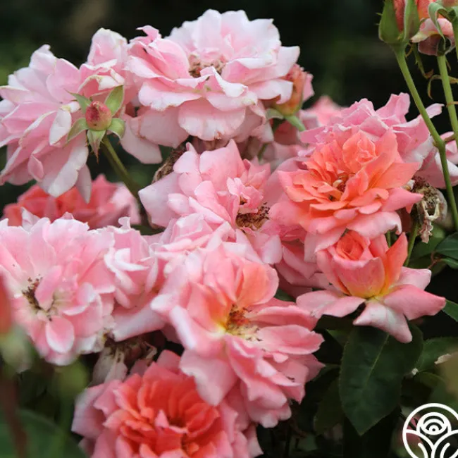 Freckles>Heirloom Roses Hot