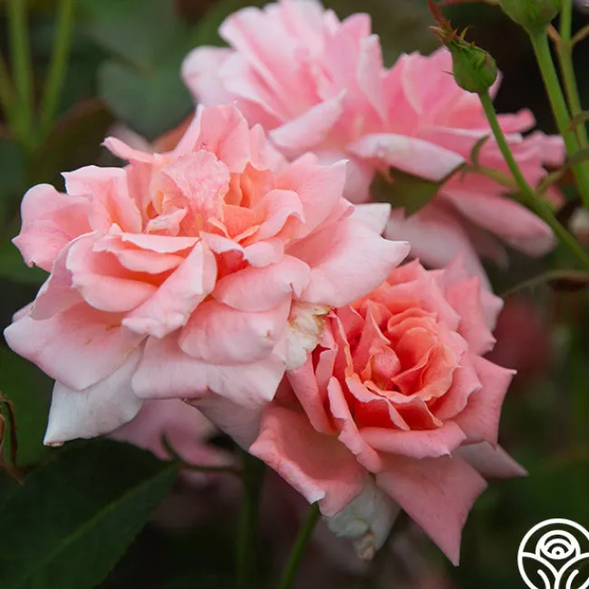 Freckles>Heirloom Roses Hot