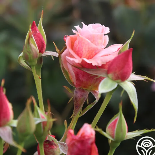 Freckles>Heirloom Roses Hot