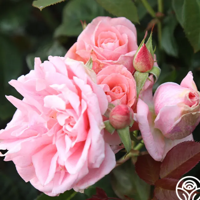 Freckles>Heirloom Roses Hot