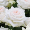 Free & Loyal>Heirloom Roses Discount