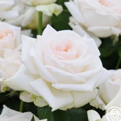 Free & Loyal>Heirloom Roses Discount