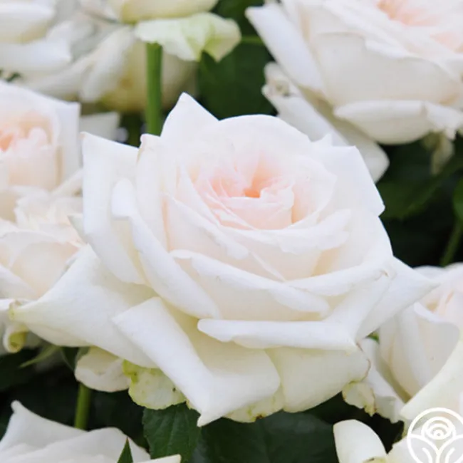 Free & Loyal>Heirloom Roses Discount