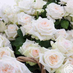 Free & Loyal>Heirloom Roses Discount