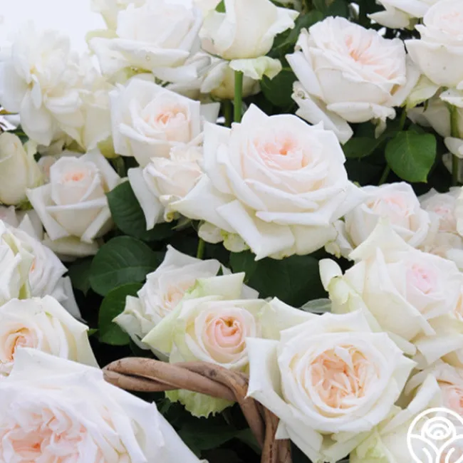 Free & Loyal>Heirloom Roses Discount