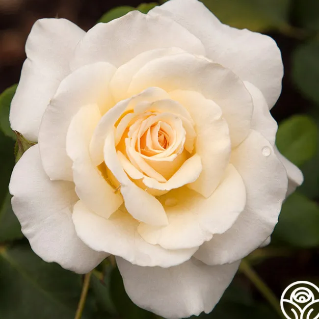French Lace™>Heirloom Roses Outlet