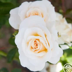 French Lace™>Heirloom Roses Outlet