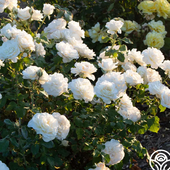 French Lace™>Heirloom Roses Outlet